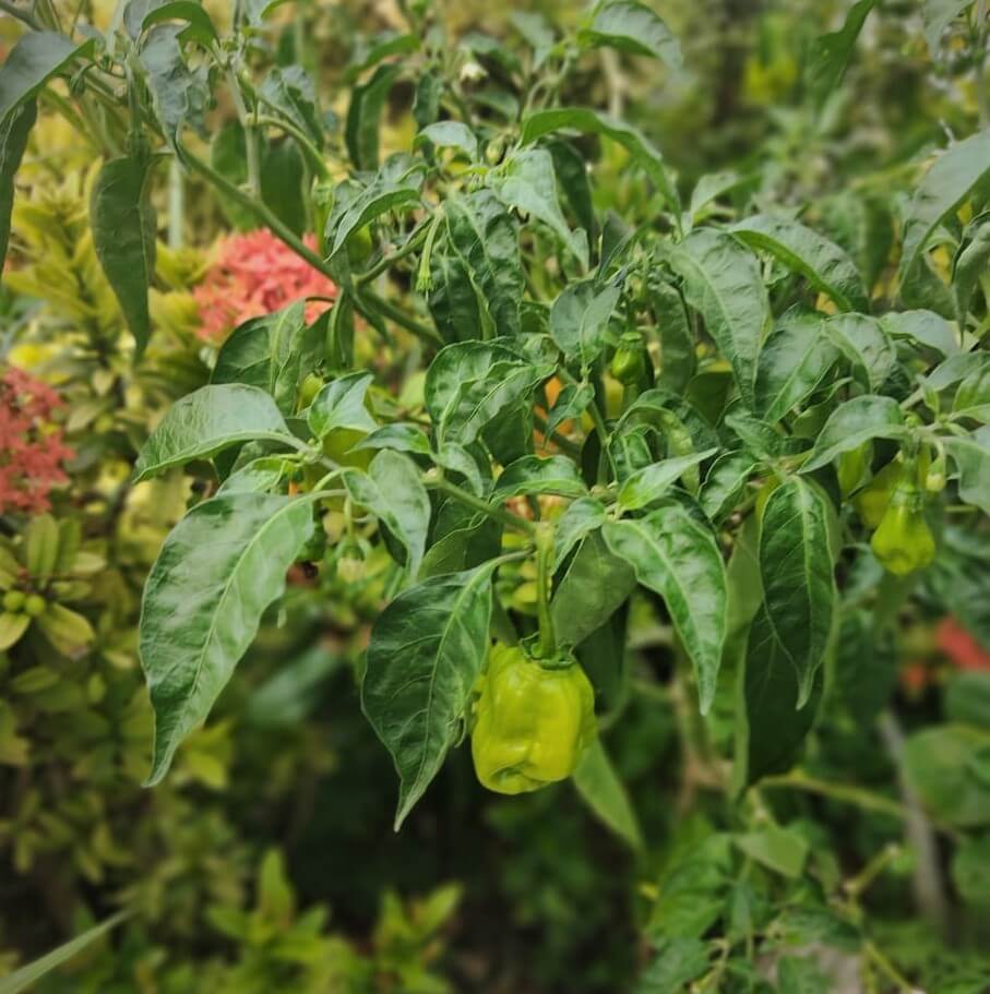 Capsicum chinense